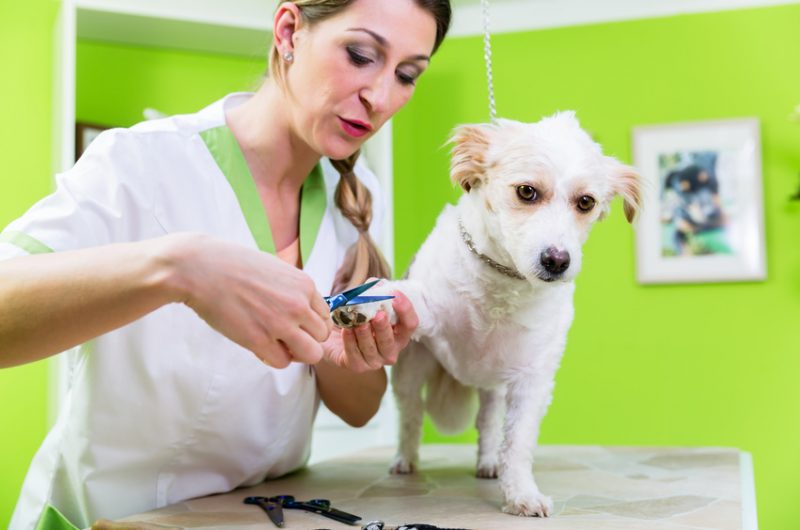 Hundefriseurin schneidet vorsichtig das Fell an der Pfote eines kleinen Hundes