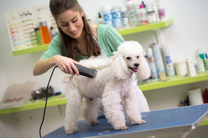 Professionelle Hundefriseurin schert einen weißen Pudel